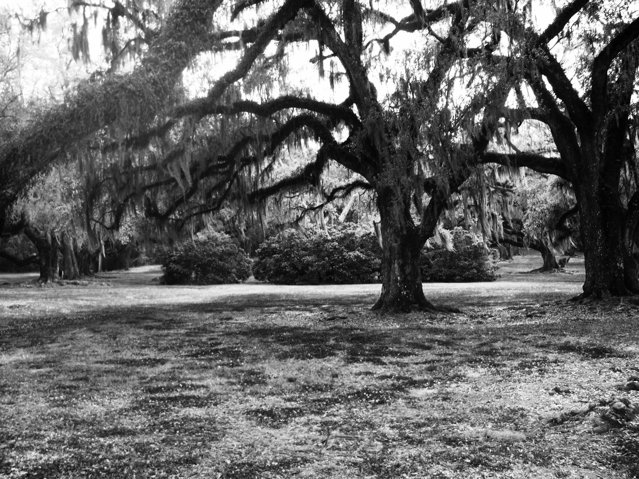 Kodak V1253 ZOOM DIGITAL CAMERA sample photo. Moss tree photography