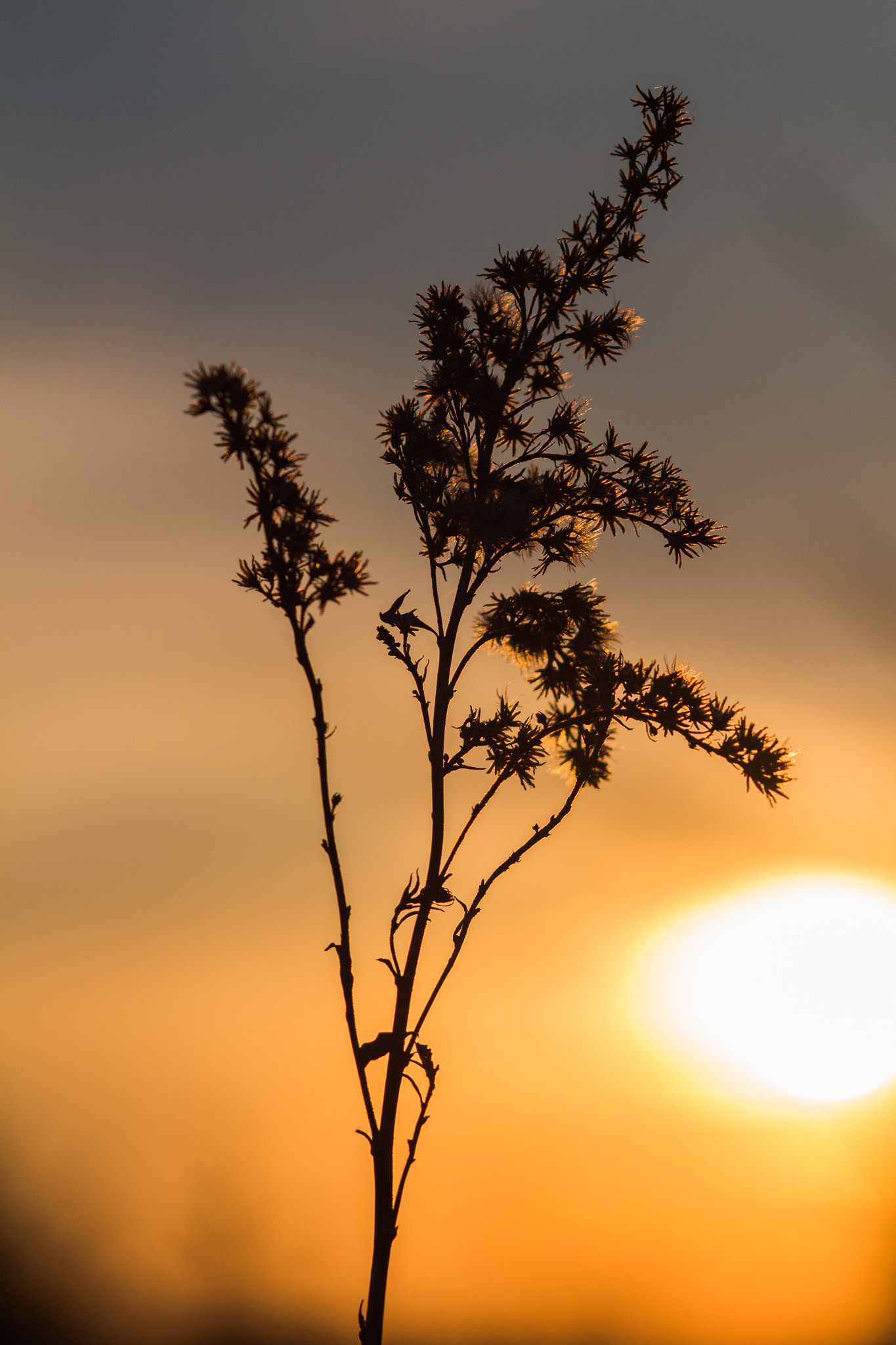 Canon EOS 650D (EOS Rebel T4i / EOS Kiss X6i) + Canon EF 100mm F2.8 Macro USM sample photo. Prairie sunrise photography