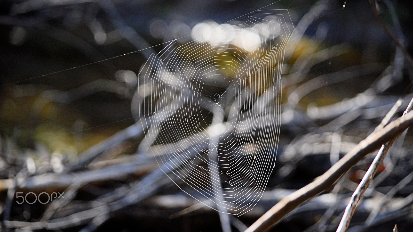 Nikon D200 sample photo. The web photography