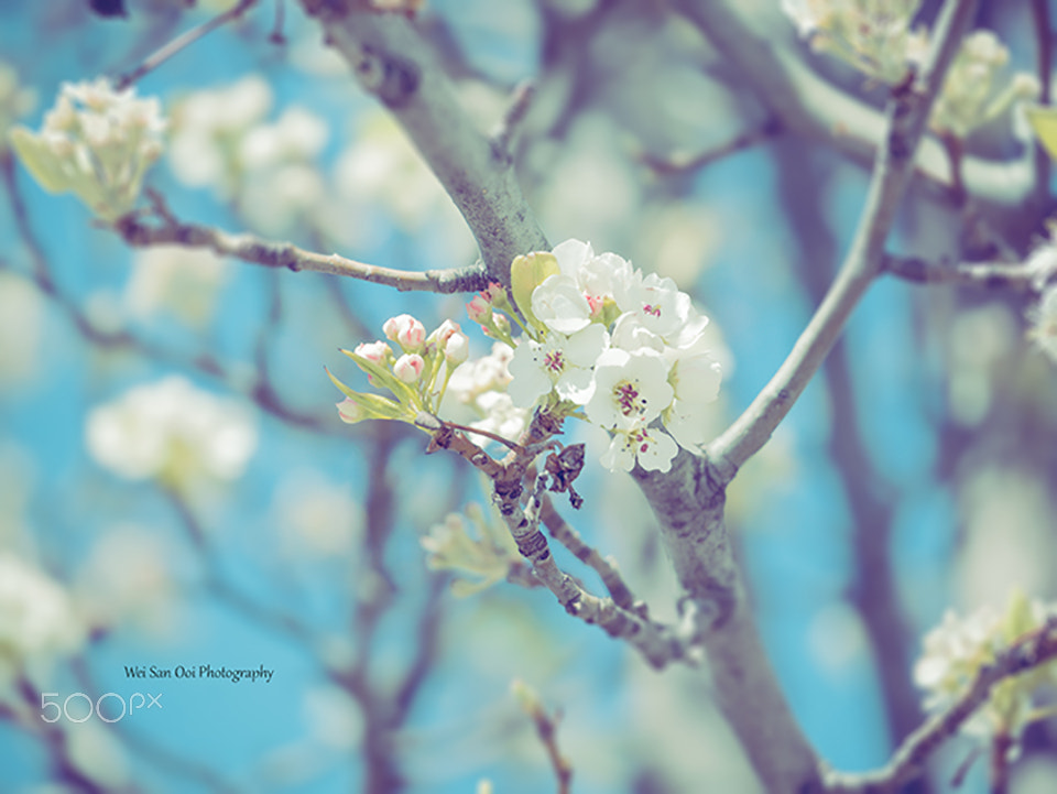 LUMIX G VARIO 45-150/F4.0-5.6 sample photo. Cherry blossom 39 photography