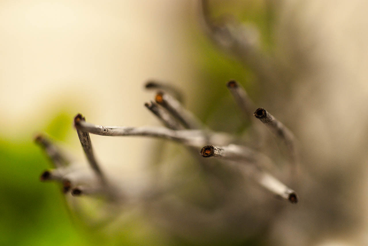 Nikon D80 + Sigma 70mm F2.8 EX DG Macro sample photo. Float photography