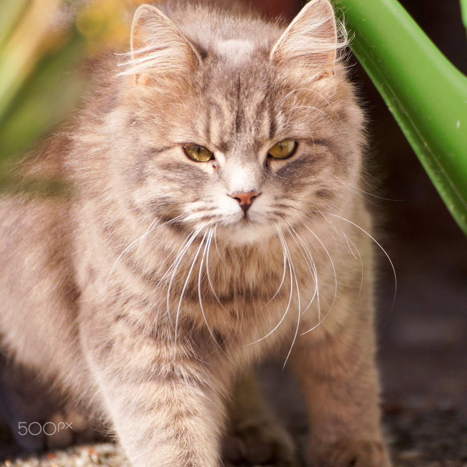 Tamron SP 70-300mm F4-5.6 Di USD sample photo. Farm cat photography