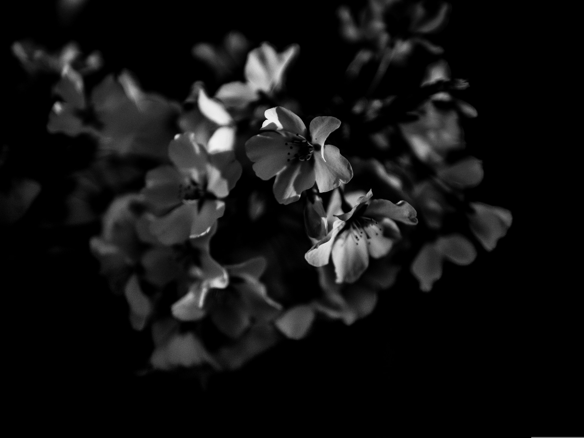 Olympus OM-D E-M1 + Panasonic Leica DG Summilux 25mm F1.4 II ASPH sample photo. Cherry tree photography