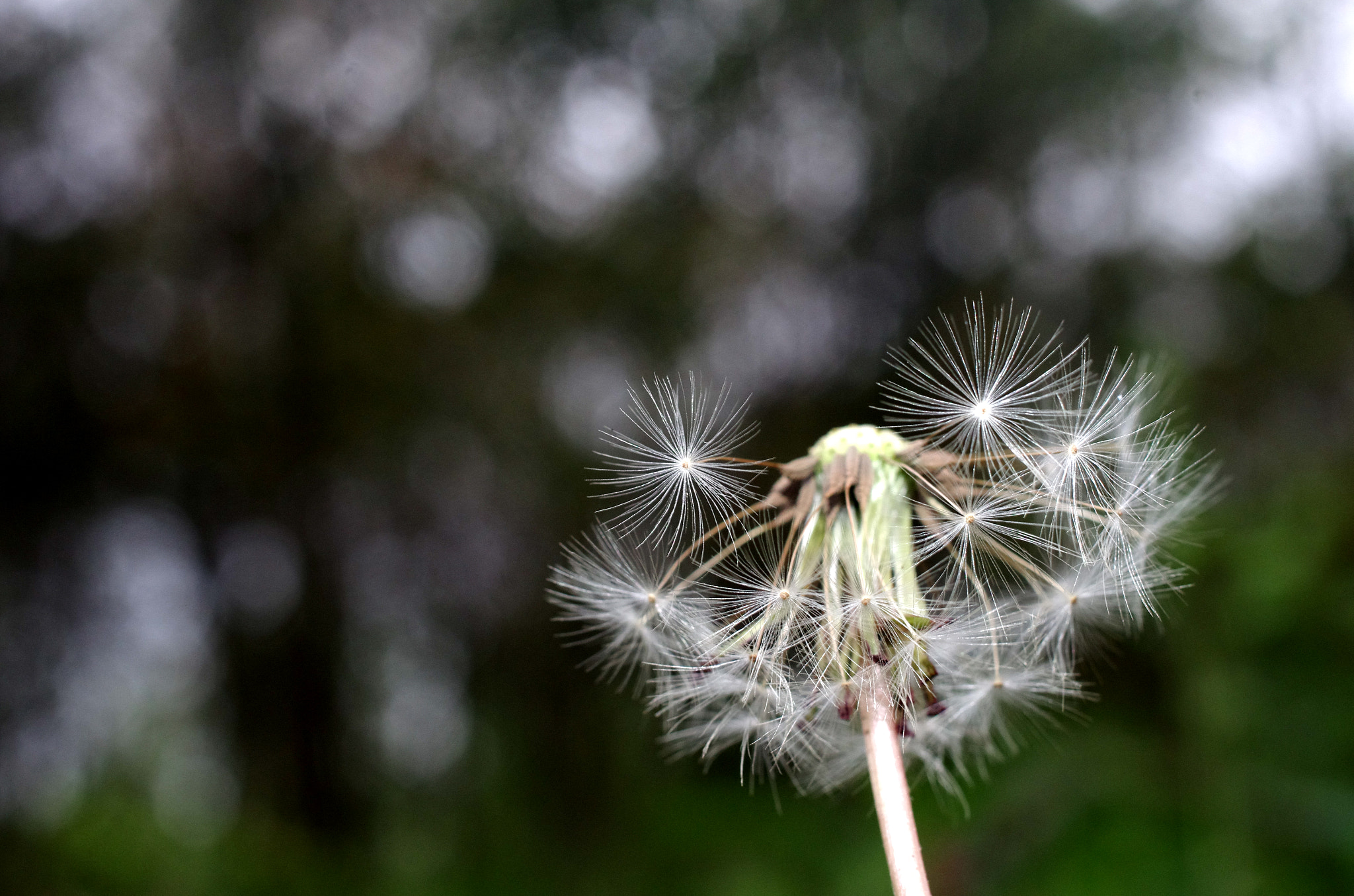 HD Pentax DA 35mm F2.8 Macro Limited sample photo. Live photography