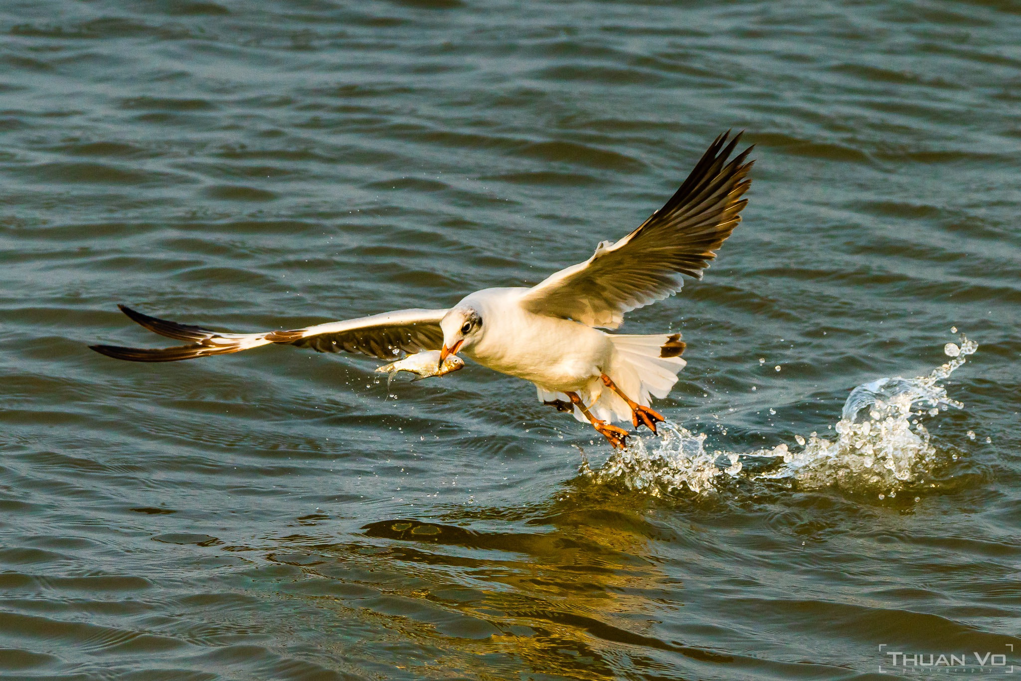 Sony 70-400mm F4-5.6 G SSM II sample photo