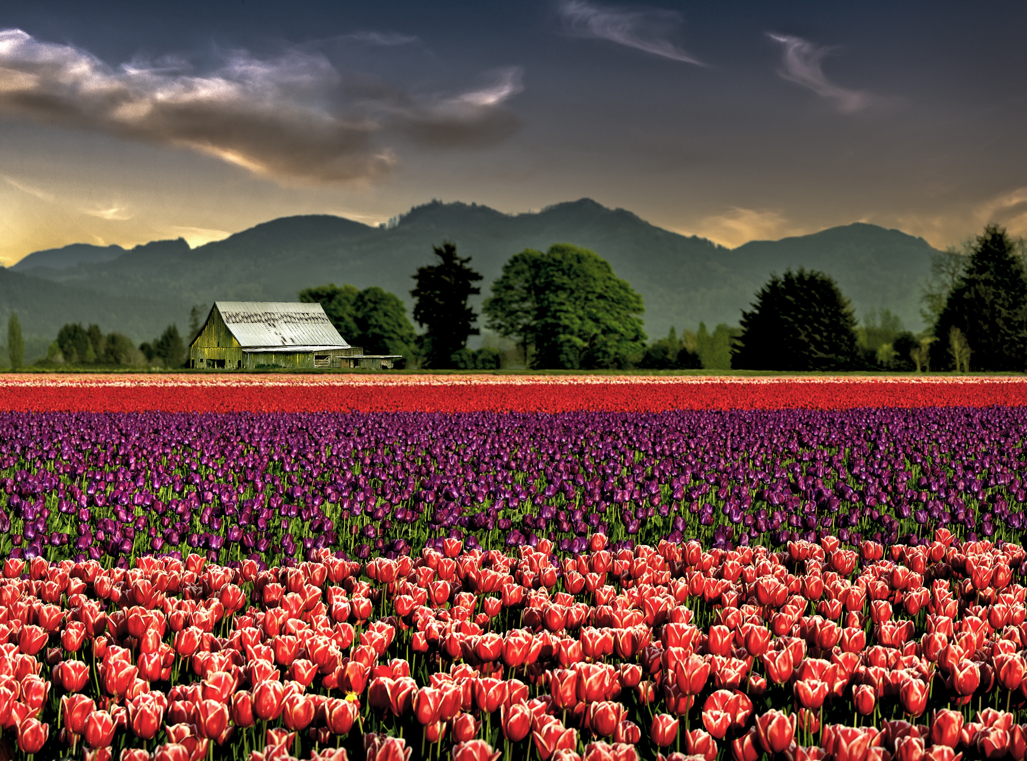 Nikon D3X sample photo. Field of joy photography