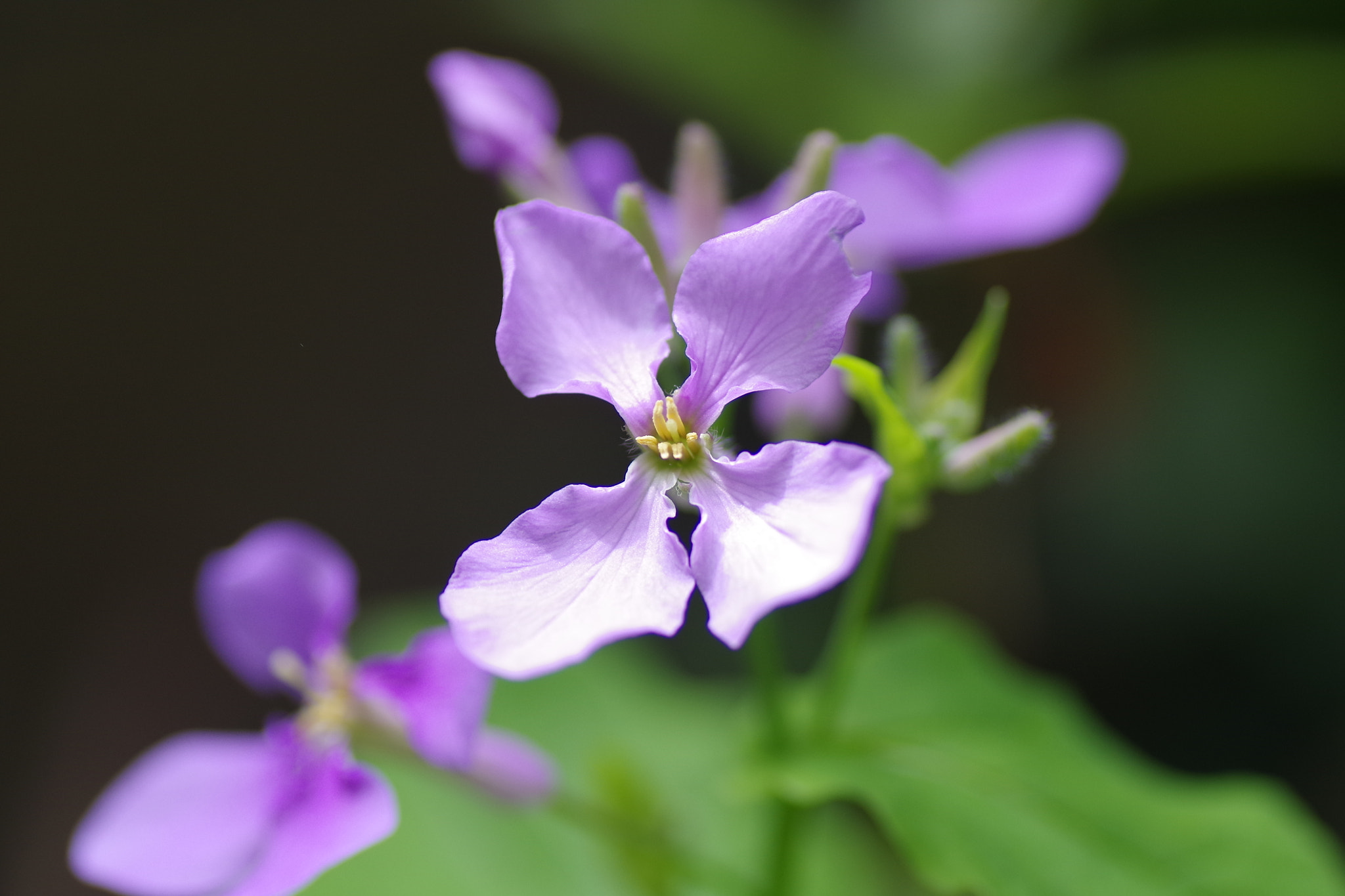 Pentax K-S1 + Tamron SP AF 90mm F2.8 Di Macro sample photo
