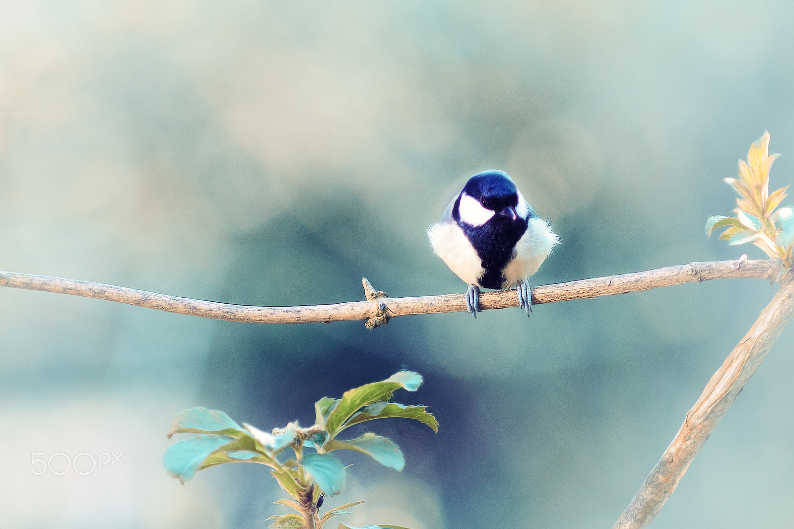 Canon EOS 60D + Canon EF 80-200mm f/2.8L sample photo. Kohlmeise photography