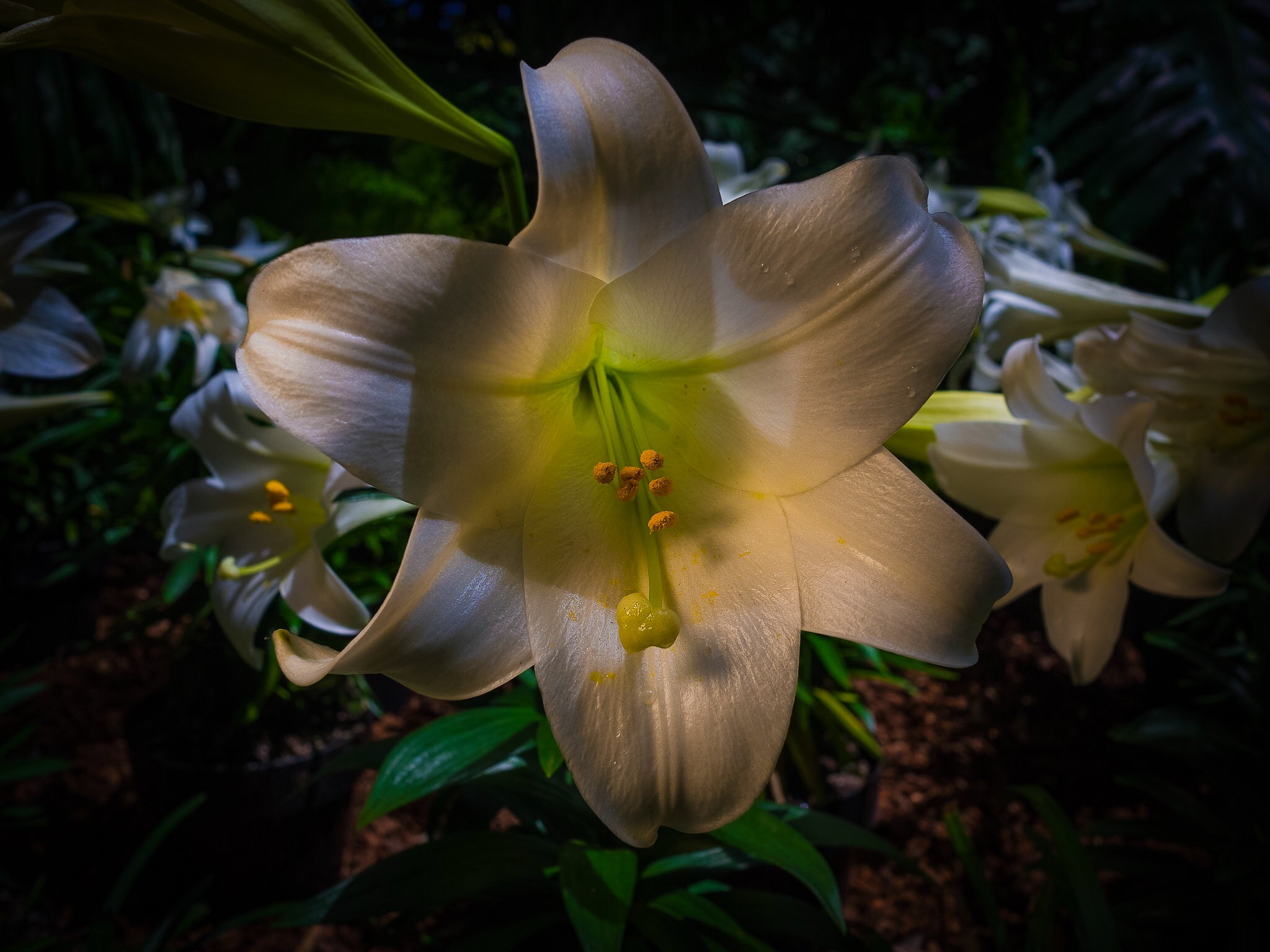 Olympus OM-D E-M10 + Olympus M.Zuiko Digital 17mm F1.8 sample photo. San diego, california.   botanical garden in balboa park photography