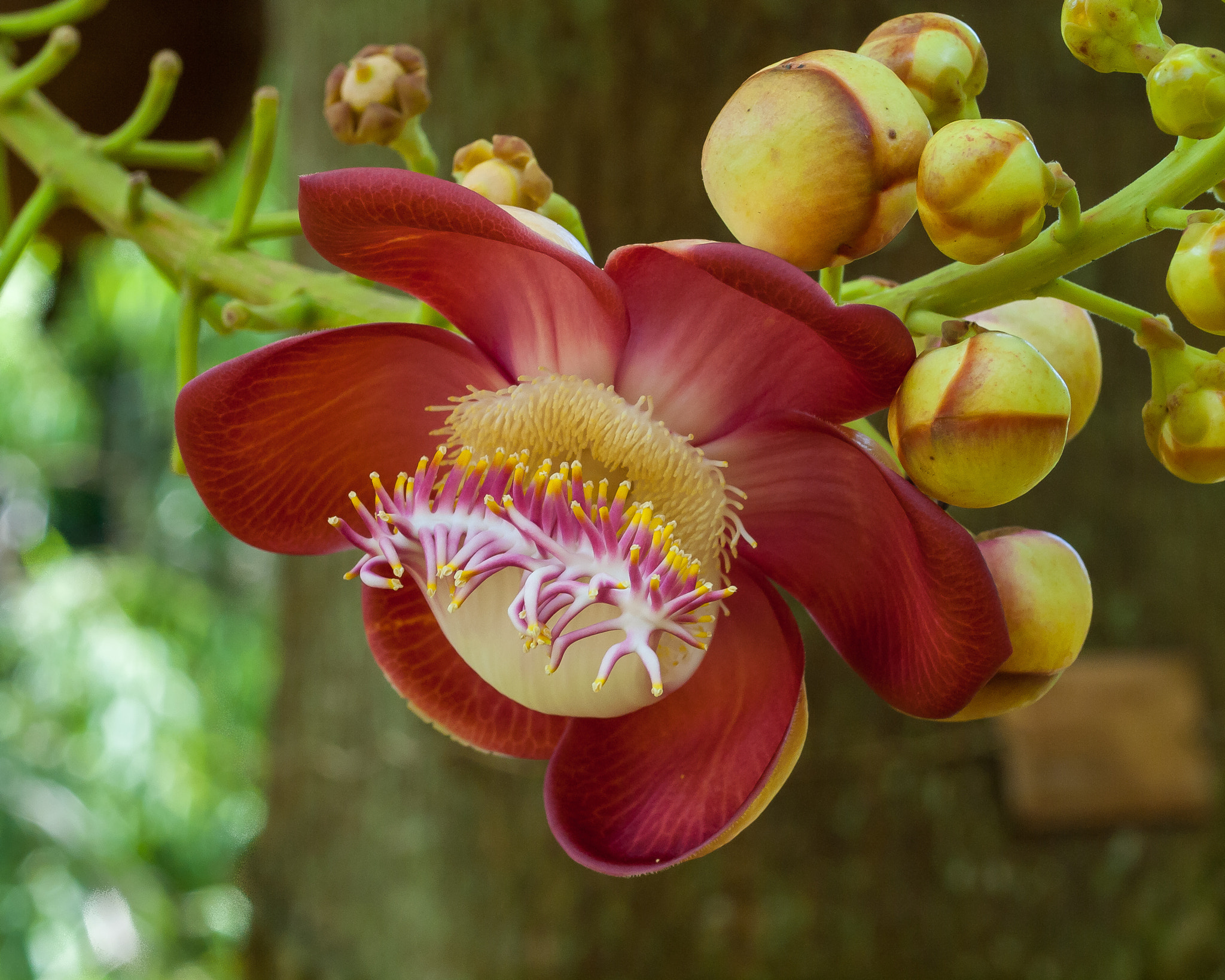 Olympus E-620 (EVOLT E-620) + OLYMPUS 50mm Lens sample photo. Cannonball tree (couroupita guianensis) photography