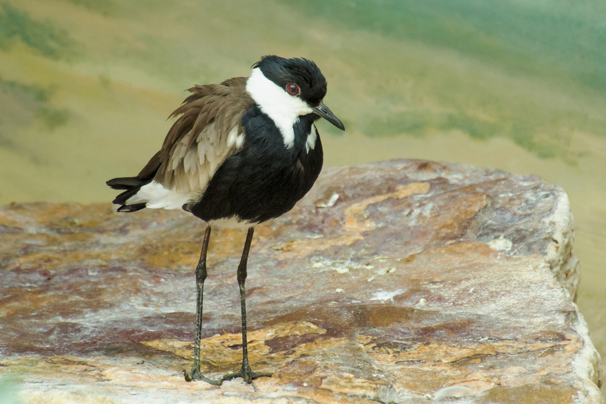 Canon EOS 100D (EOS Rebel SL1 / EOS Kiss X7) sample photo. Tuxedo shore bird photography