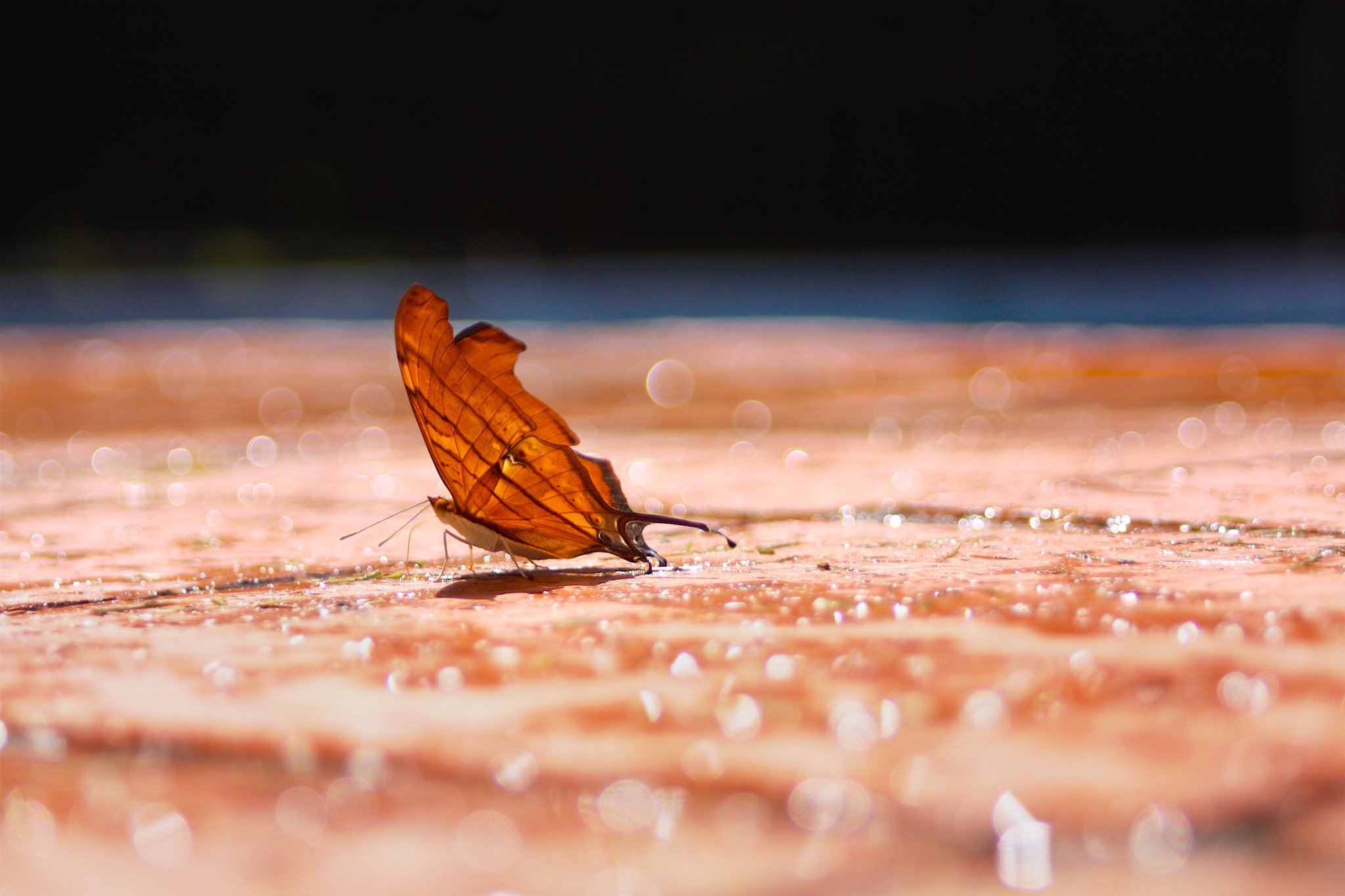 Canon EOS 450D (EOS Rebel XSi / EOS Kiss X2) sample photo. Rainy butterfly photography