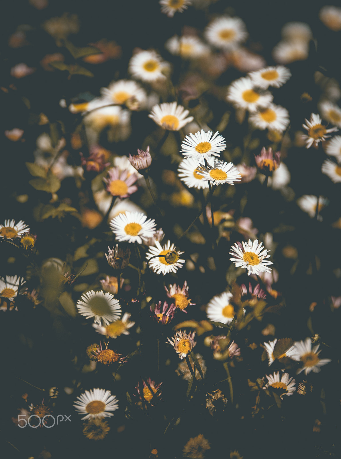 Sony ILCA-77M2 + 70-200mm F2.8 sample photo. Spring flowers photography