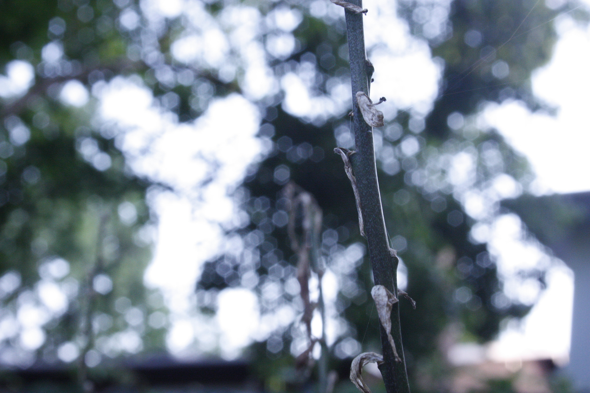Canon EF-S 18-55mm F3.5-5.6 sample photo. Bokey photography