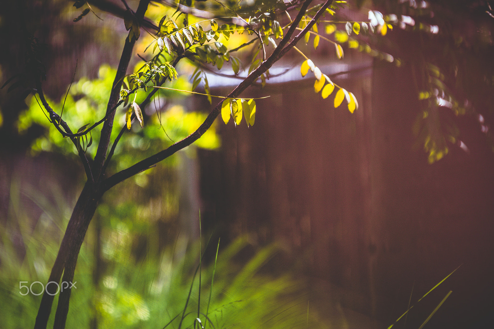 Sony ILCA-77M2 + 70-200mm F2.8 sample photo. Springtime photography