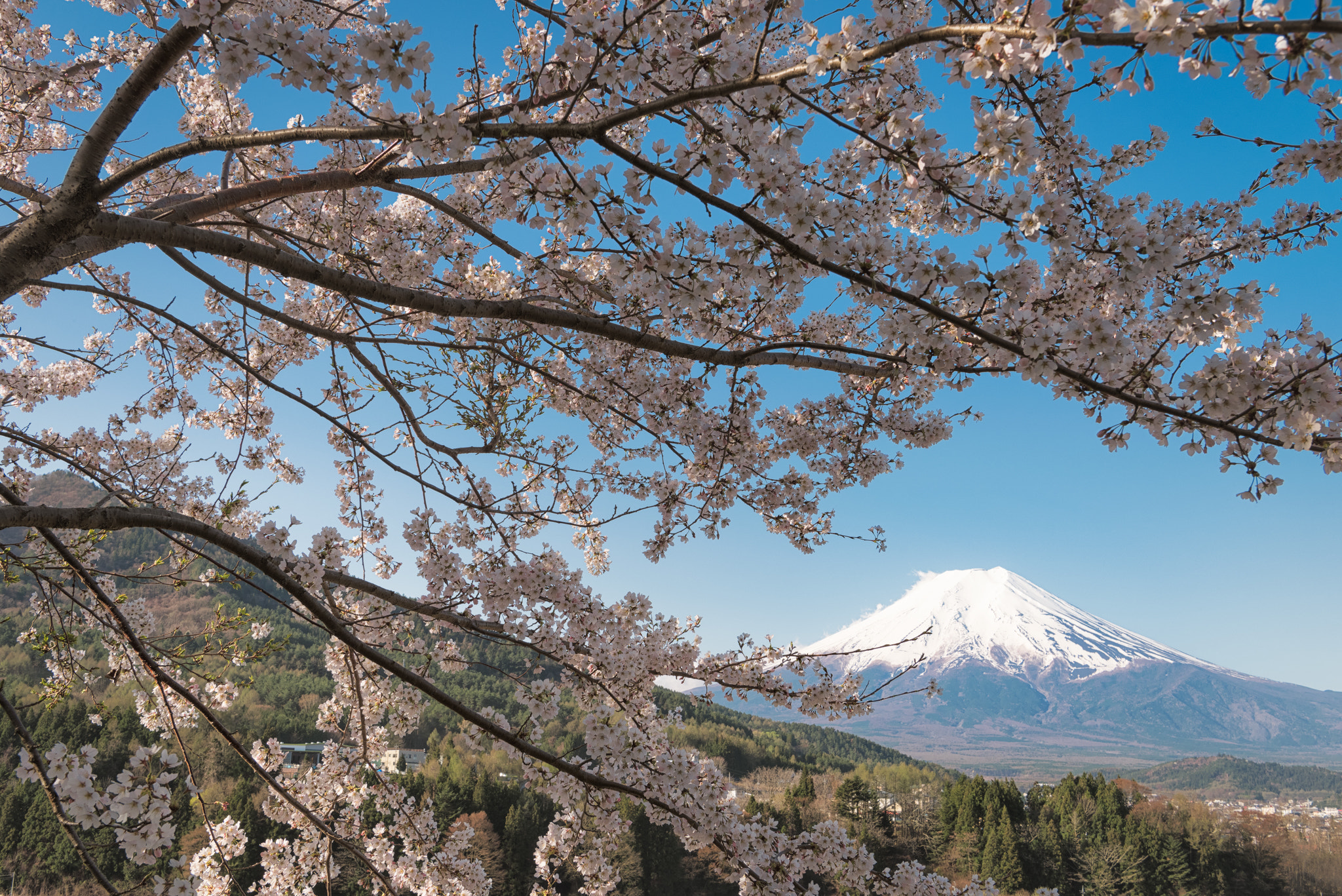 Nikon D810A + Nikon AF-S Nikkor 24-70mm F2.8E ED VR sample photo. Fuji and cherry blossoms photography