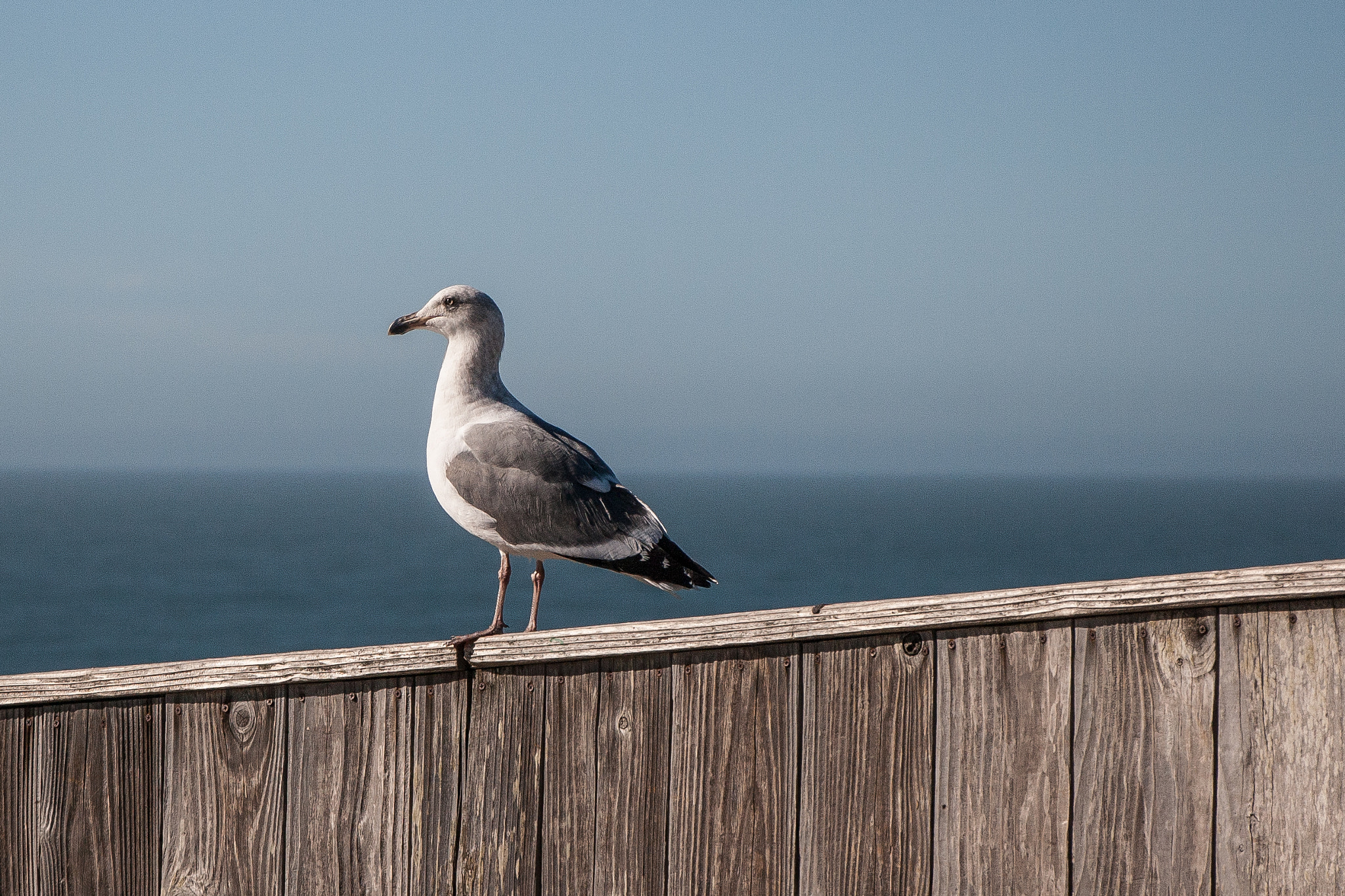 Canon EF-S 18-135mm F3.5-5.6 IS STM sample photo. Wildlife photography