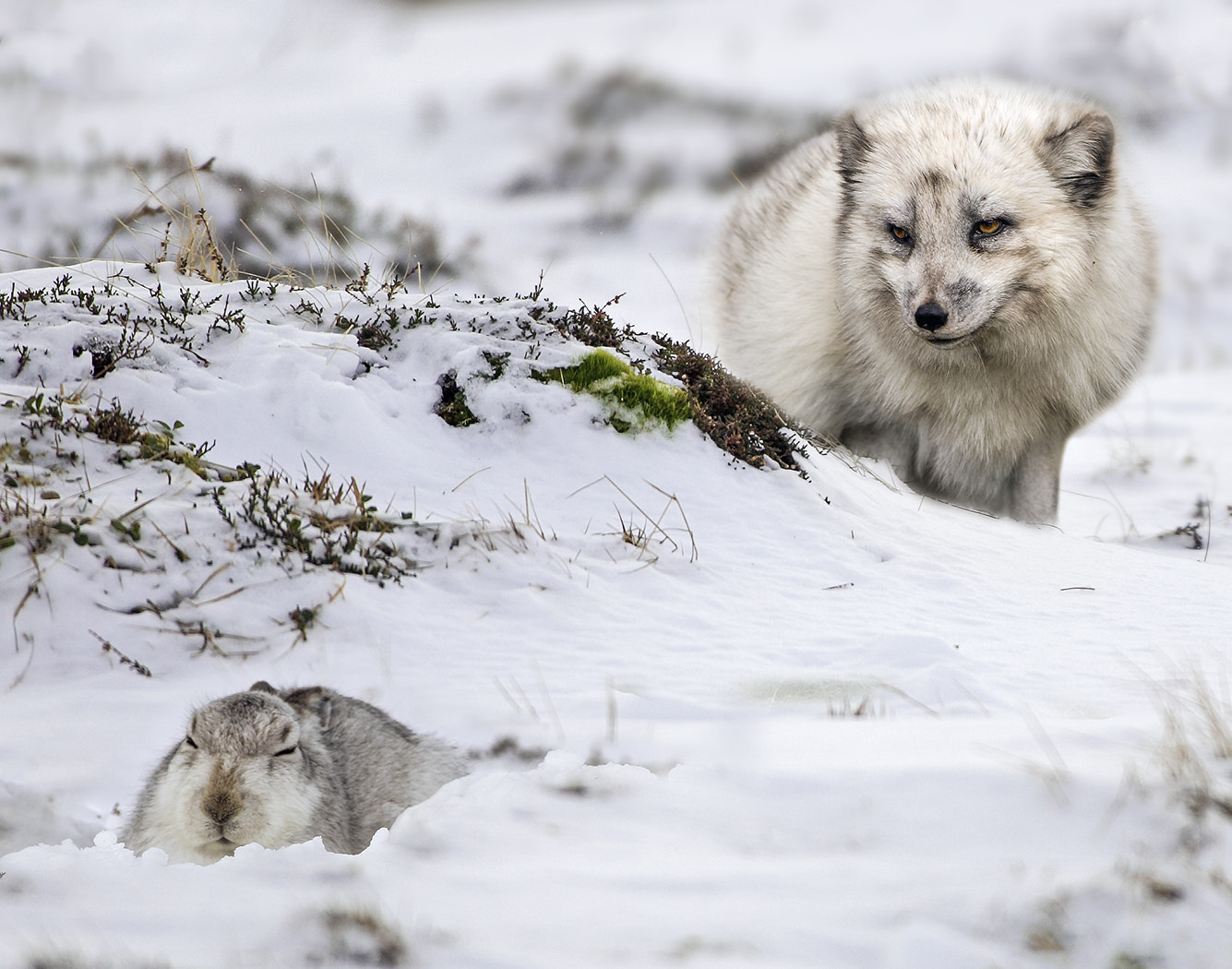 Canon EF 600mm f/4L IS sample photo. Arctic fox with white hare photography