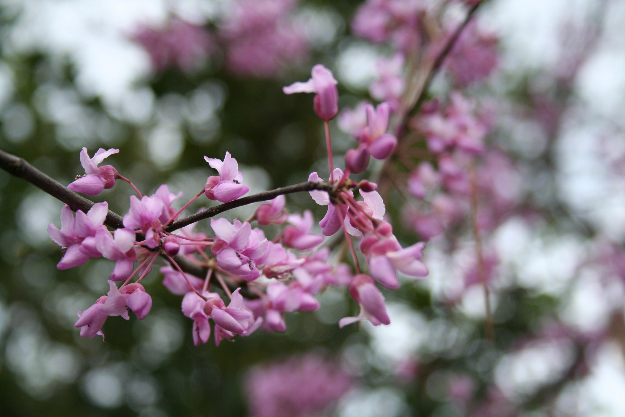 Canon EOS 350D (EOS Digital Rebel XT / EOS Kiss Digital N) + Canon 18.0-55.0 mm sample photo. Red buds photography