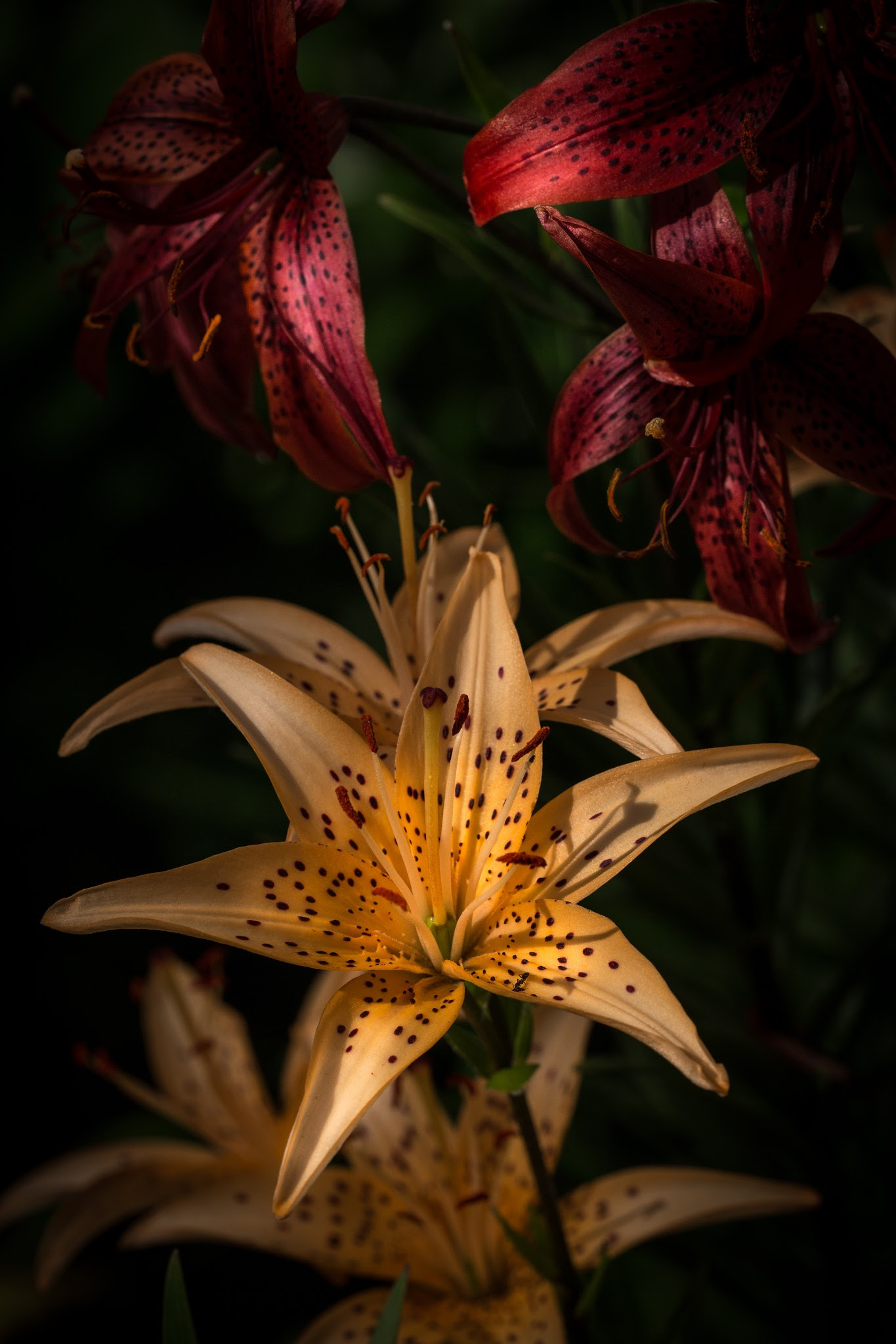 Sigma 150mm f/2.8 EX DG OS HSM APO Macro sample photo