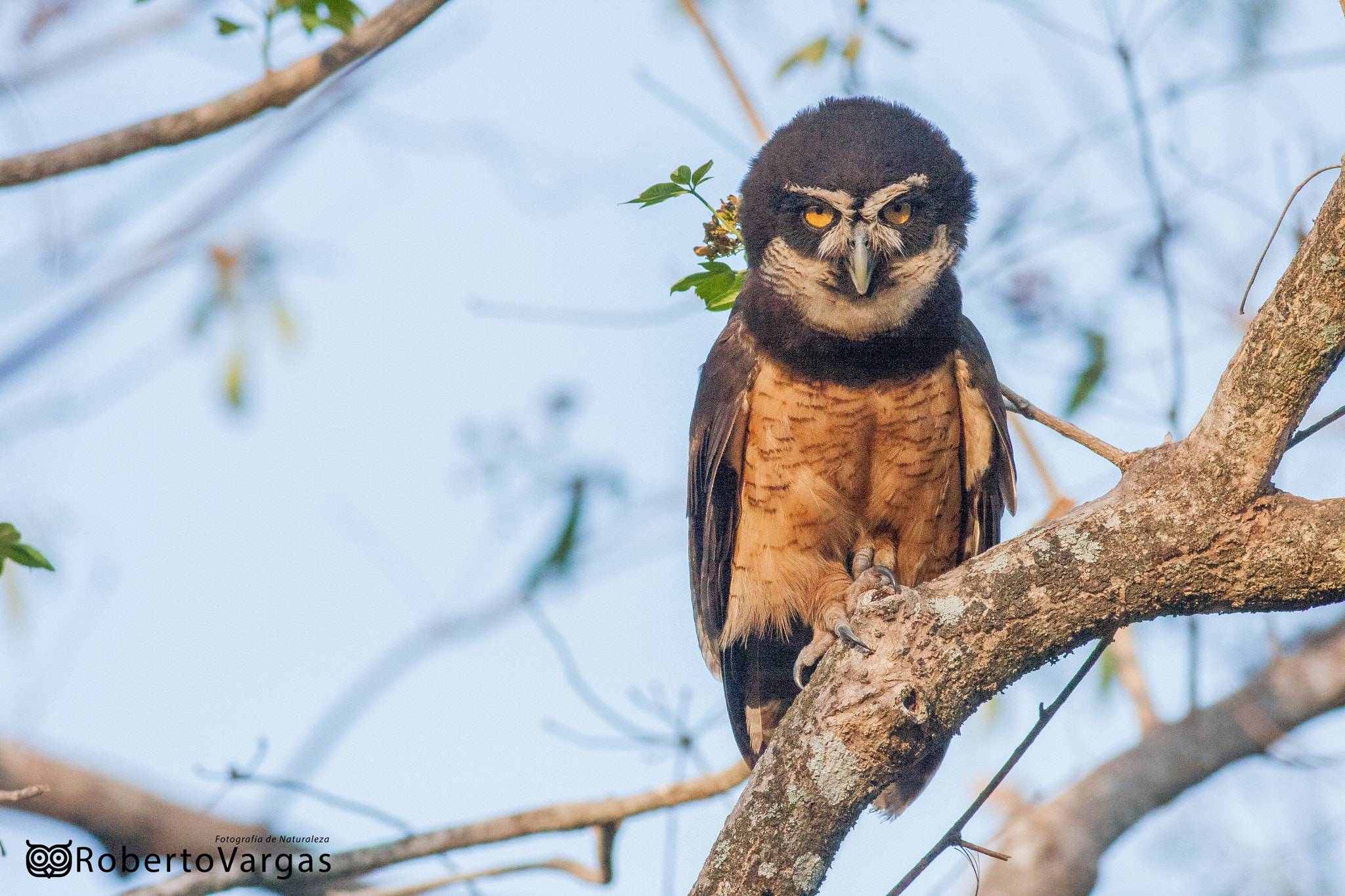 Canon EOS 40D + Canon EF 400mm F5.6L USM sample photo. Pulsatrix perspicillata / búho de anteojos (oropopo) / spectacled owl photography