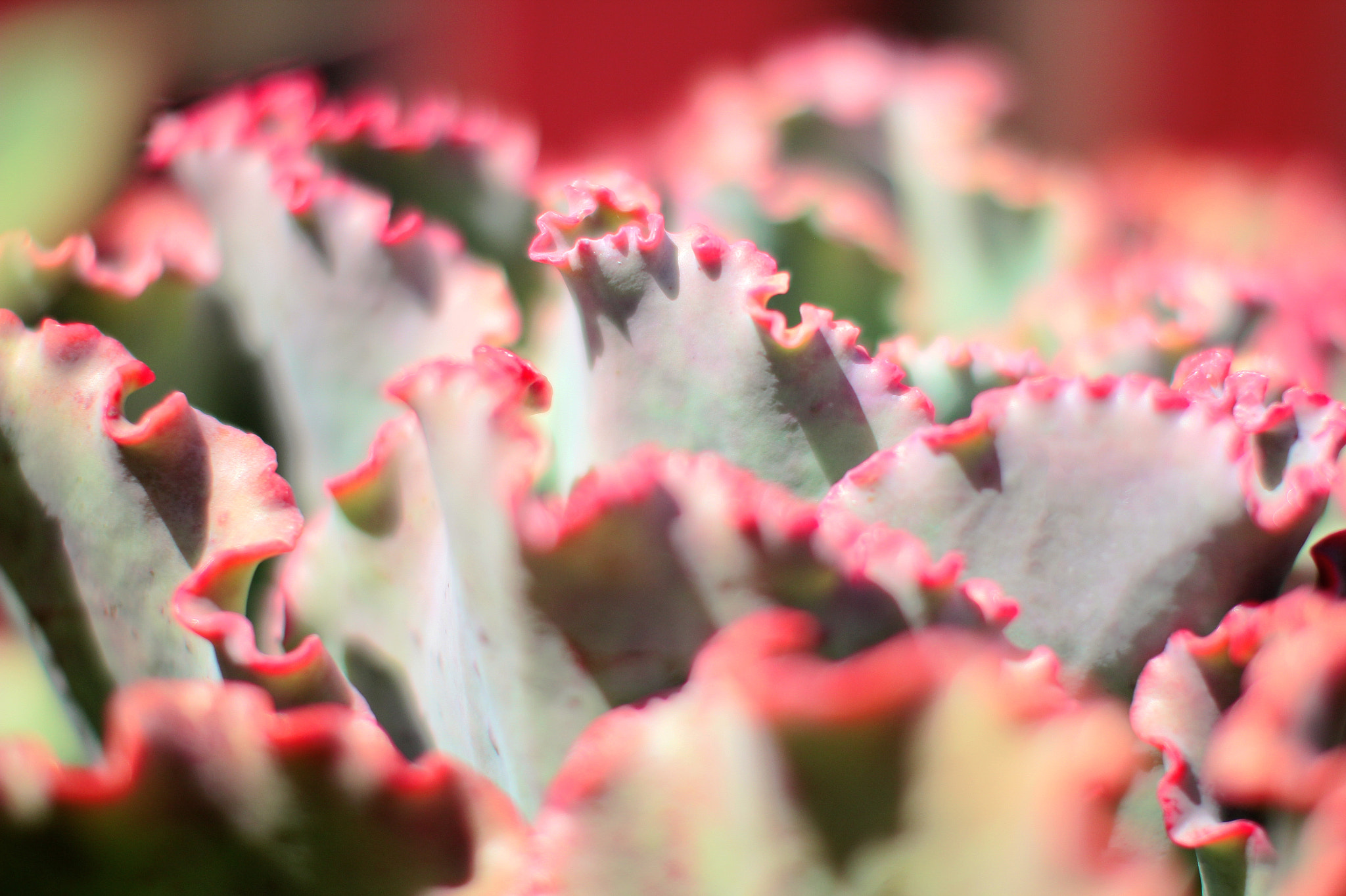 Canon EOS 60D + Canon EF 50mm F1.2L USM sample photo. Succulent photography