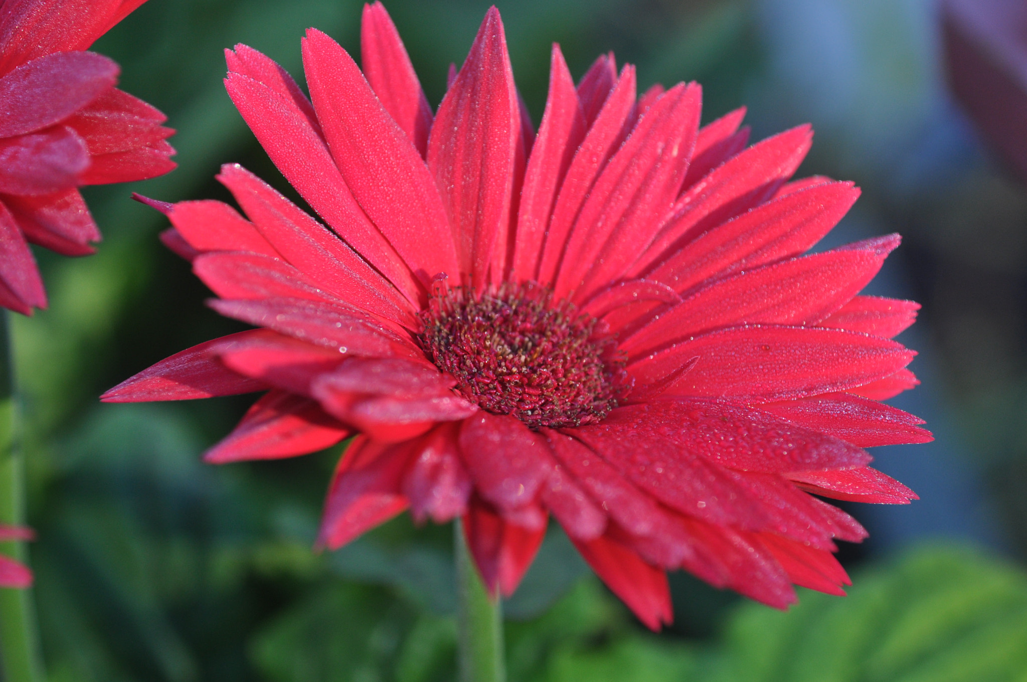 Nikon D90 + AF Micro-Nikkor 60mm f/2.8 sample photo. 2014-09-27 08.20.45.jpg photography