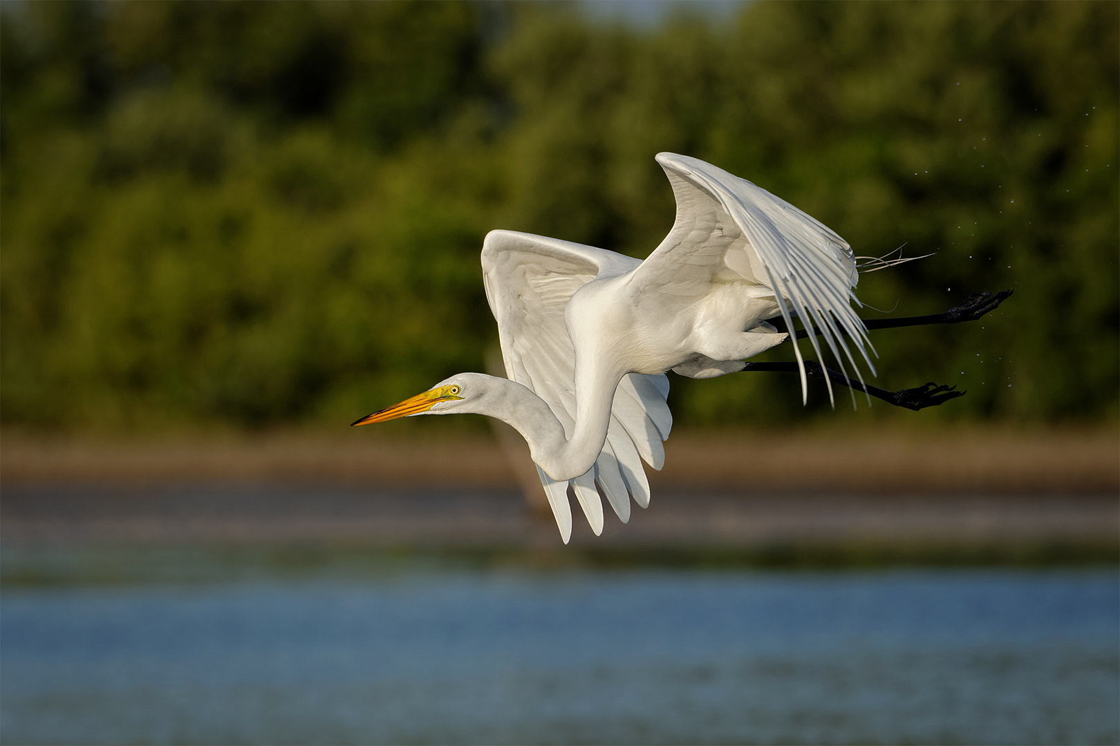 Nikon AF-S Nikkor 200-500mm F5.6E ED VR sample photo. Egret takeoff 3 photography