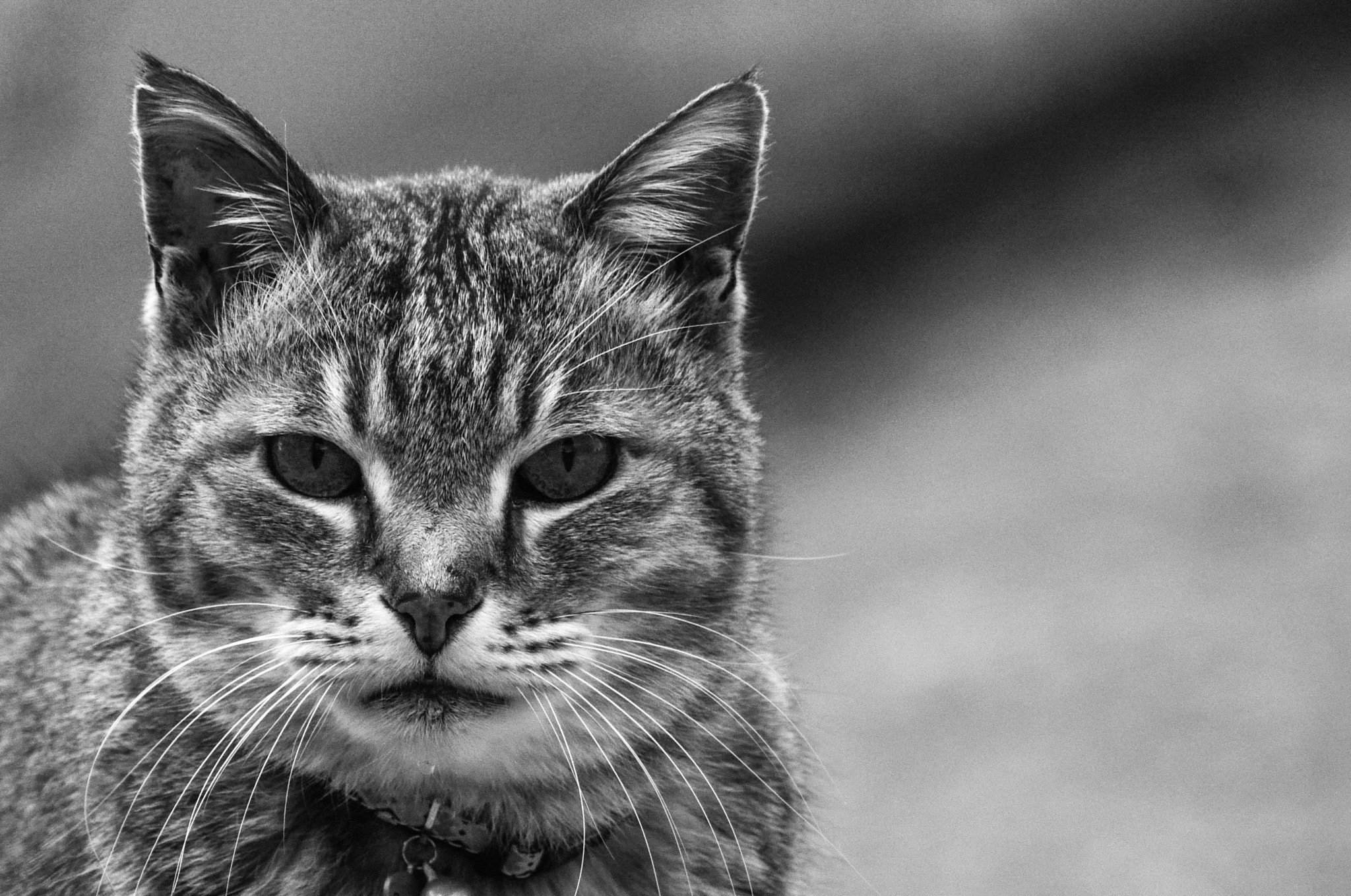 Sigma 150-600mm F5-6.3 DG OS HSM | C sample photo. Cold eyes　(cat) photography