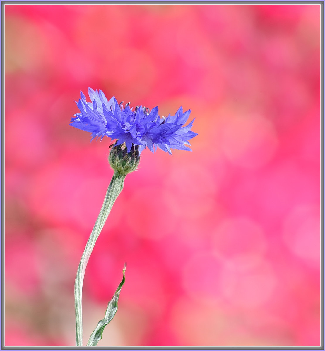 Sigma 70-300mm F4-5.6 APO Macro Super II sample photo. Bougainvillea bokeh photography