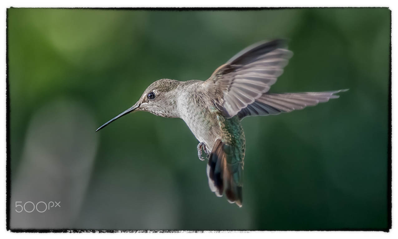 Nikon D800E + Nikon AF-S Nikkor 300mm F4D ED-IF sample photo. 20150926-_nik5900-1.jpg photography