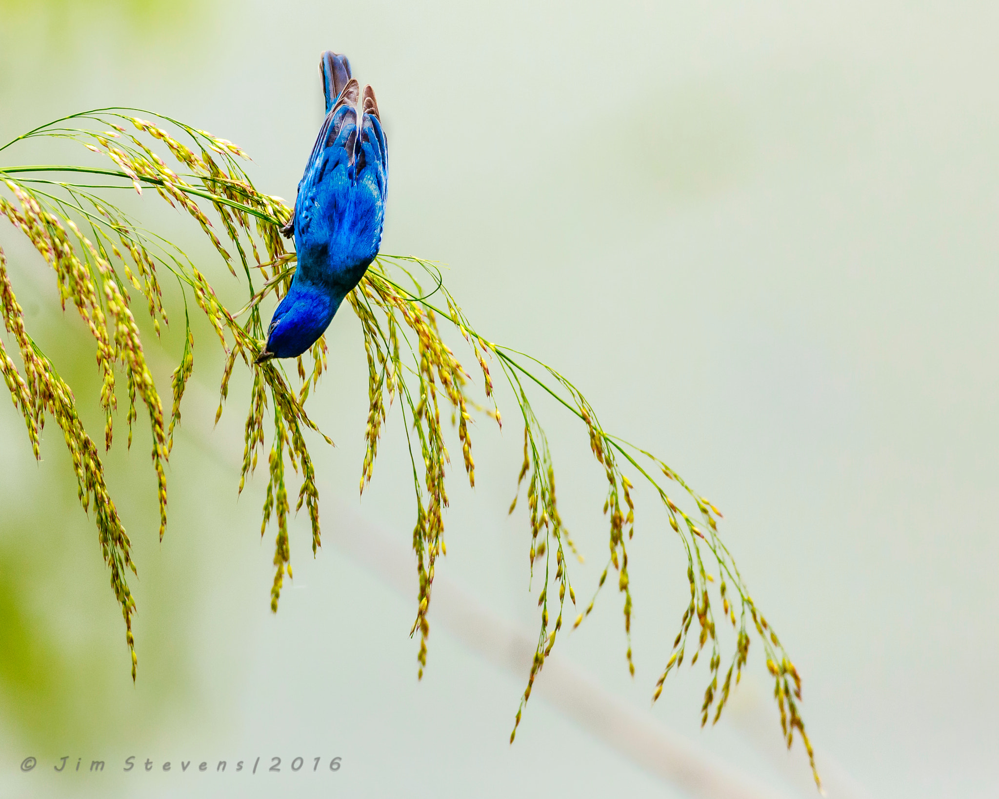 Canon EOS-1D X + Canon EF 600mm f/4L IS sample photo. Indigo bunting photography
