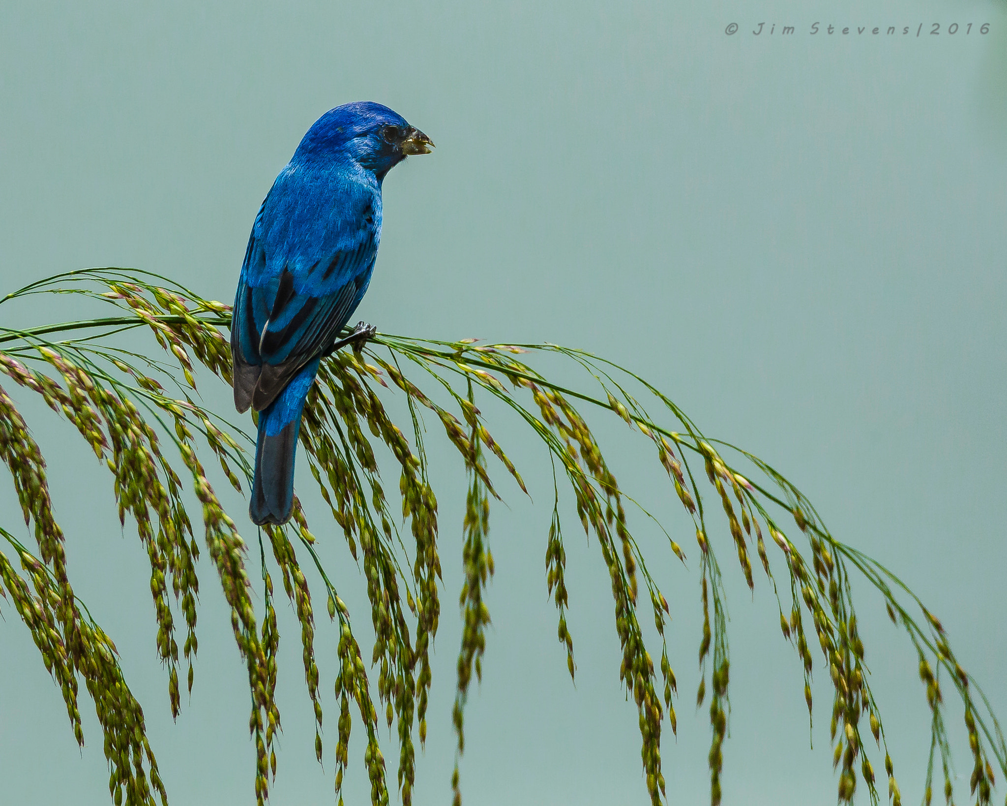 Canon EF 600mm F4L IS USM sample photo. Indigo bunting with a mouthfull of seeds photography