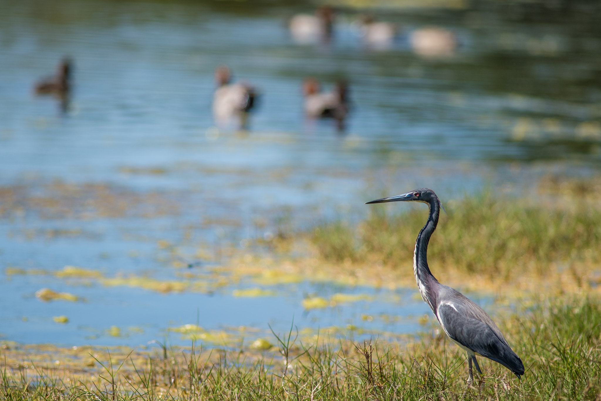 Nikon D610 + AF Nikkor 300mm f/4 IF-ED sample photo. Heron with ducks photography