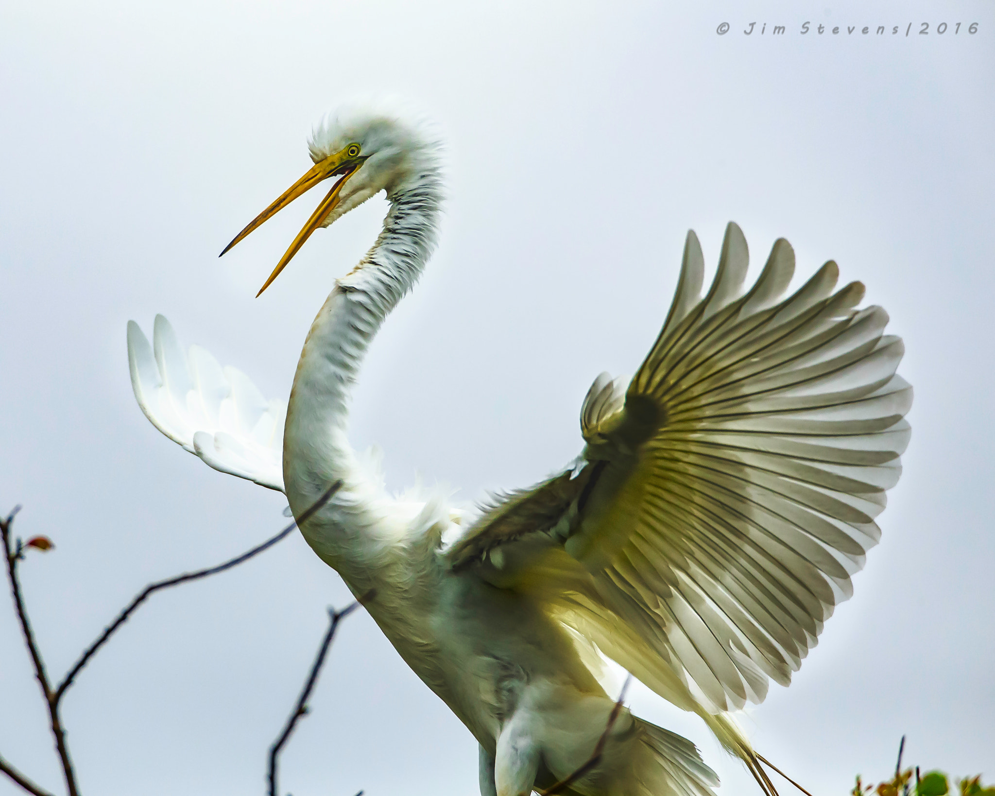 Canon EF 600mm F4L IS USM sample photo. Great egret displaying photography