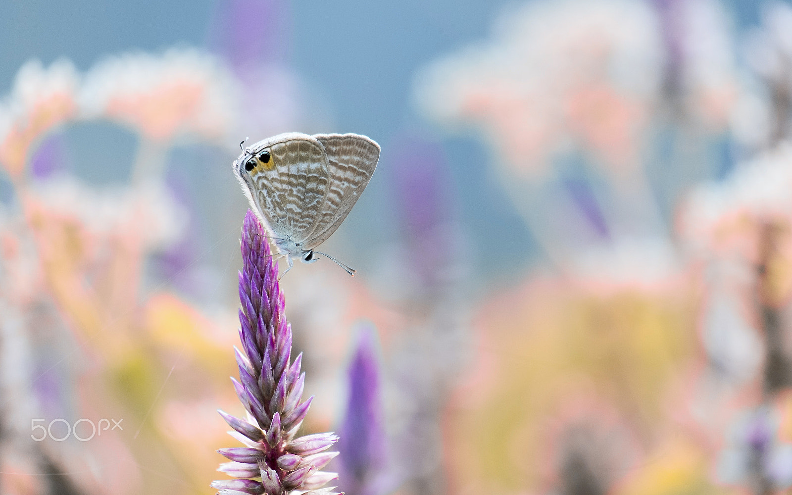 Fujifilm X-M1 + Fujifilm XC 50-230mm F4.5-6.7 OIS II sample photo. Butterfly photography