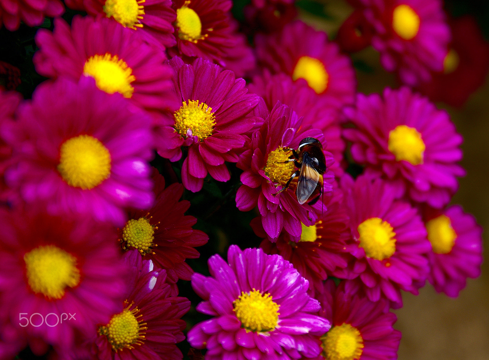Pentax K-5 IIs + Pentax smc DA 17-70mm F4.0 AL (IF) SDM sample photo. Bee and flowers photography