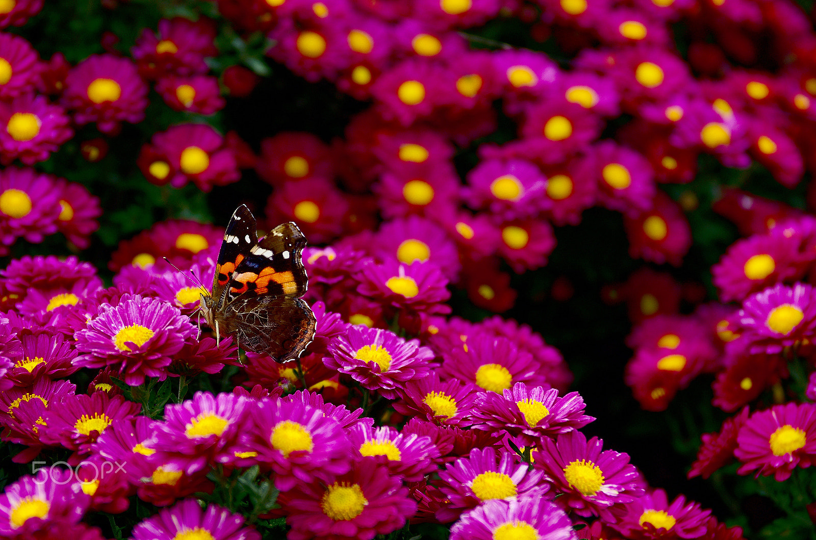 Pentax K-5 IIs + Pentax smc DA 17-70mm F4.0 AL (IF) SDM sample photo. Butterfly and flowers photography