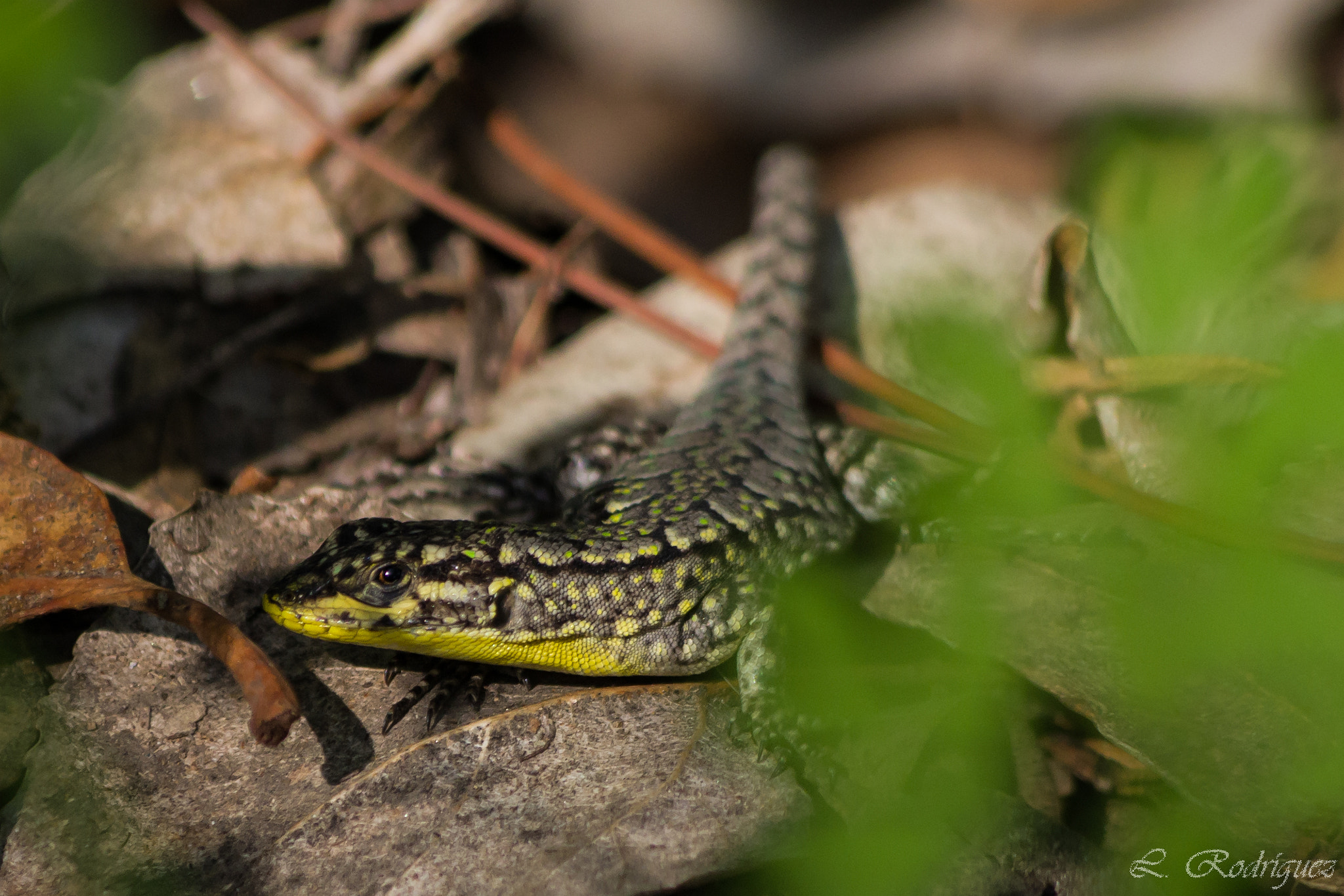 smc PENTAX-DA L 55-300mm F4-5.8 ED sample photo. Lagartija esbelta - thin tree lizard photography