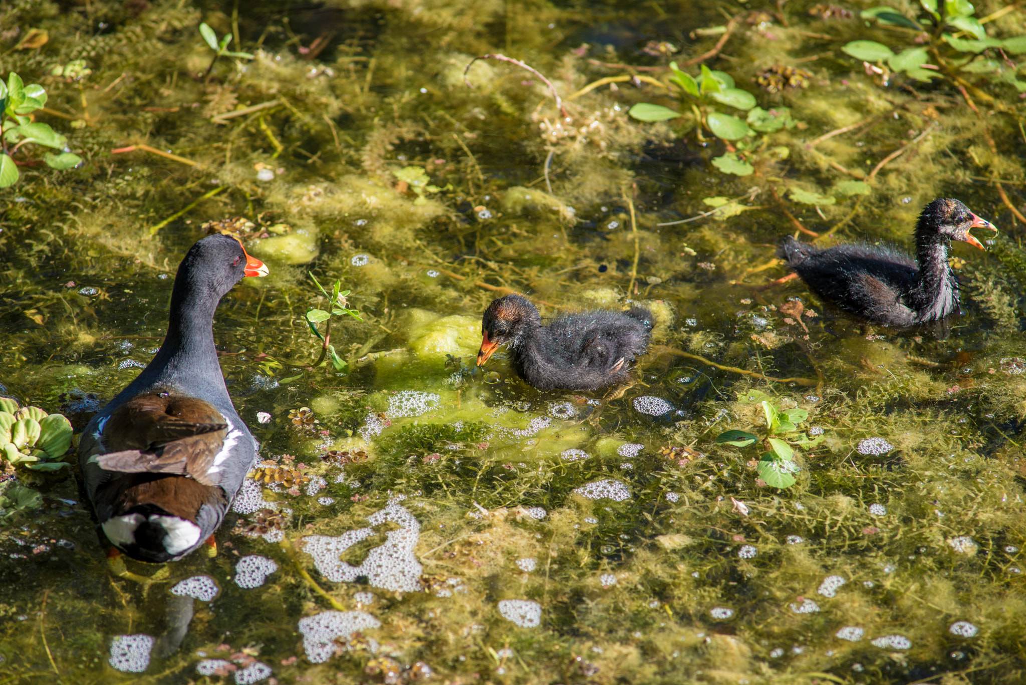 Nikon D610 + AF Nikkor 300mm f/4 IF-ED sample photo. Common gallinule mother and young photography