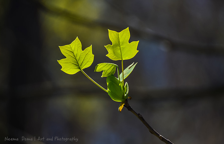 Nikon Df sample photo. New beginning photography