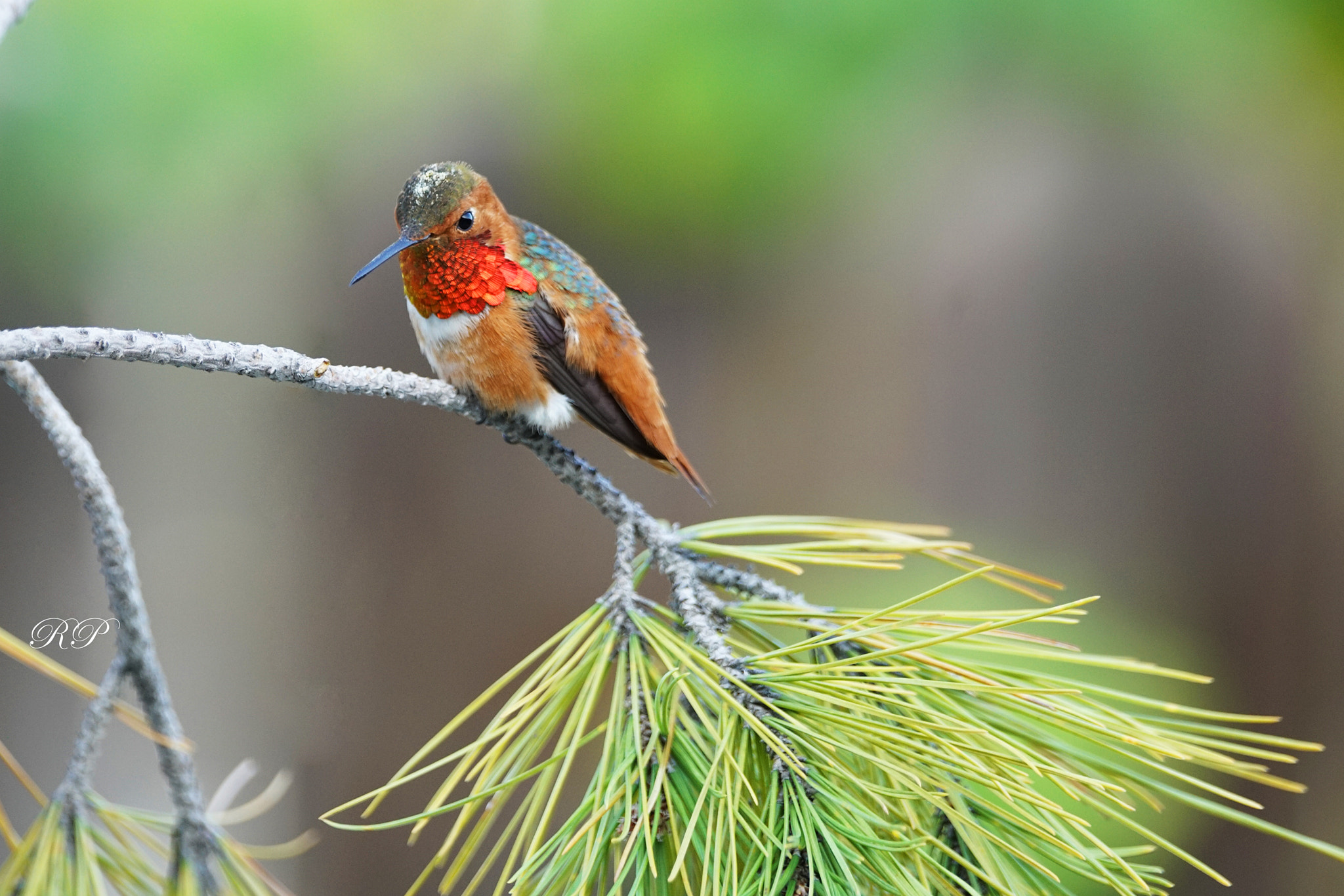Sony 70-400mm F4-5.6 G SSM II sample photo
