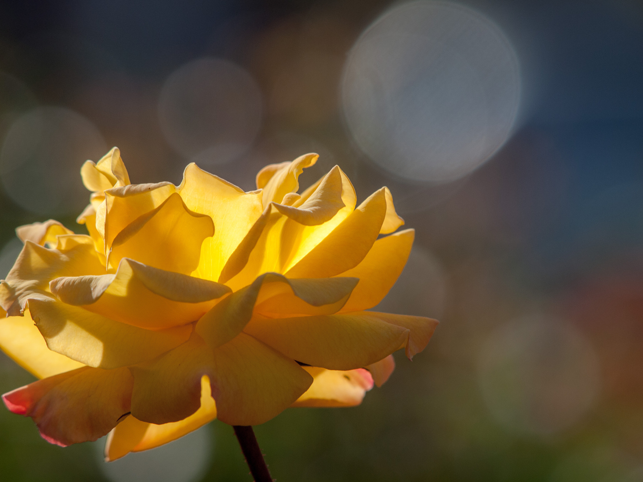 Olympus E-30 sample photo. Yellow rose and bokeh photography