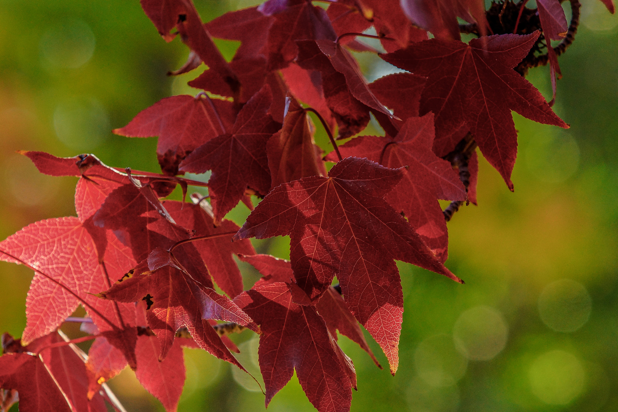 Sony SLT-A77 + Minolta/Sony AF 70-200mm F2.8 G sample photo. Red leaves and green bokeh photography