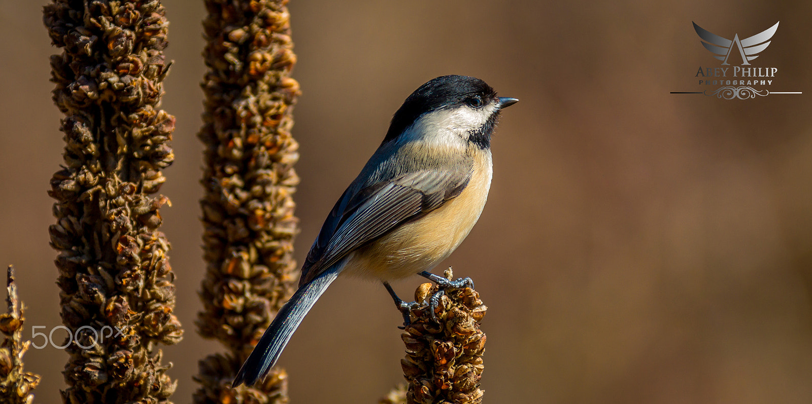 Canon EF 28-300mm F3.5-5.6L IS USM sample photo. Black-capped chickadee photography