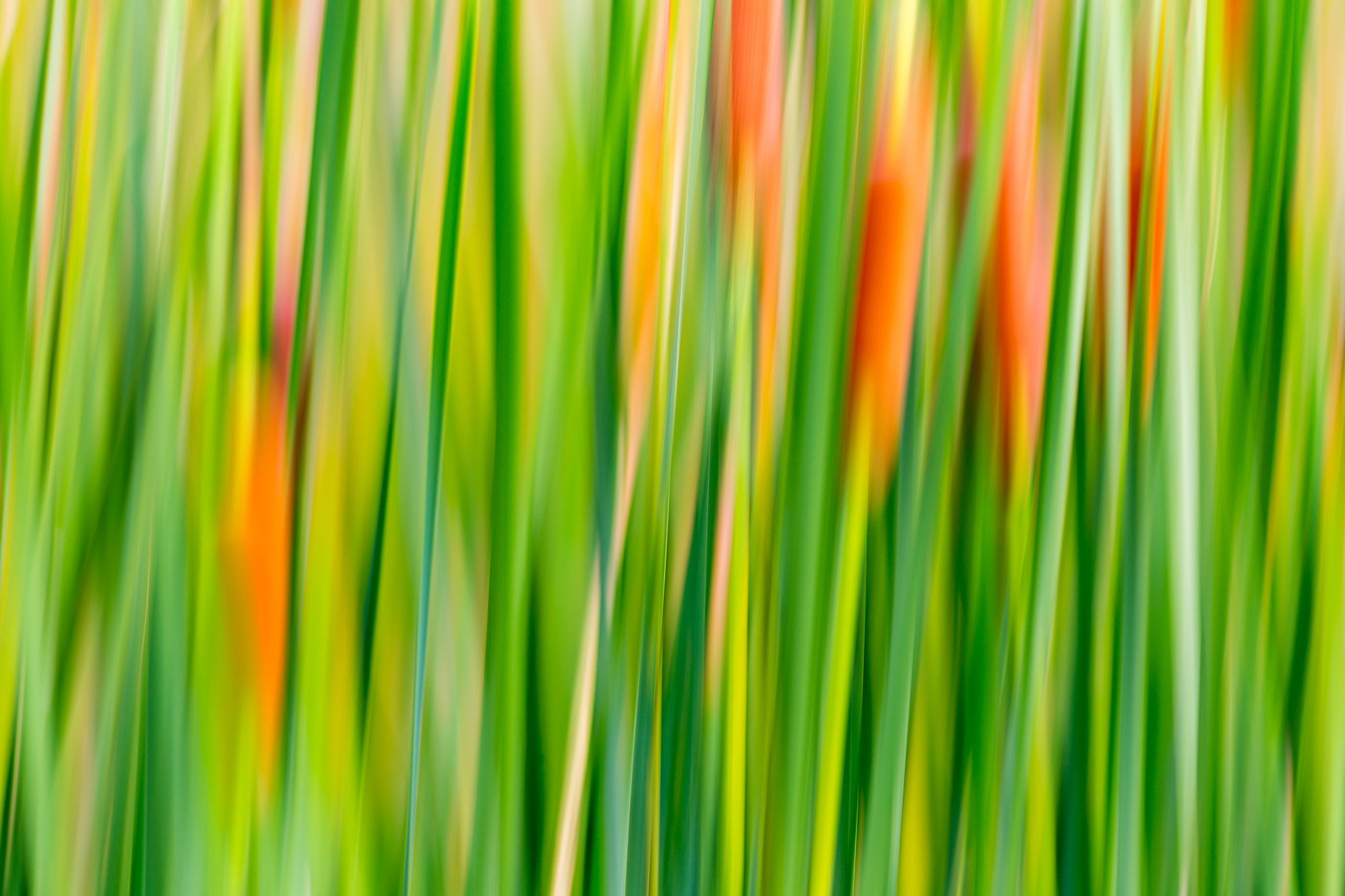 Canon EOS 6D + Canon EF 400mm F5.6L USM sample photo. Cattail (abstract nature) photography