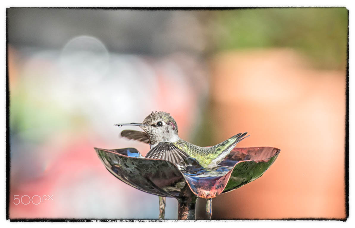 Nikon D800E + Nikon AF-S Nikkor 300mm F4D ED-IF sample photo. 20151018-_nik0242-1.jpg photography