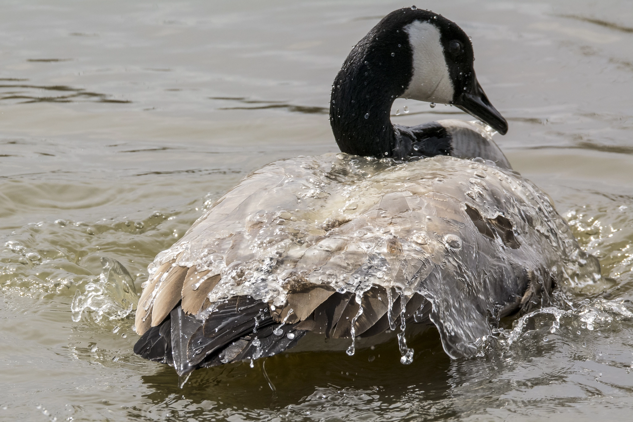 Sigma 150-600mm F5-6.3 DG OS HSM | S sample photo. Canada goose bathing at frank lake near high river alberta photography