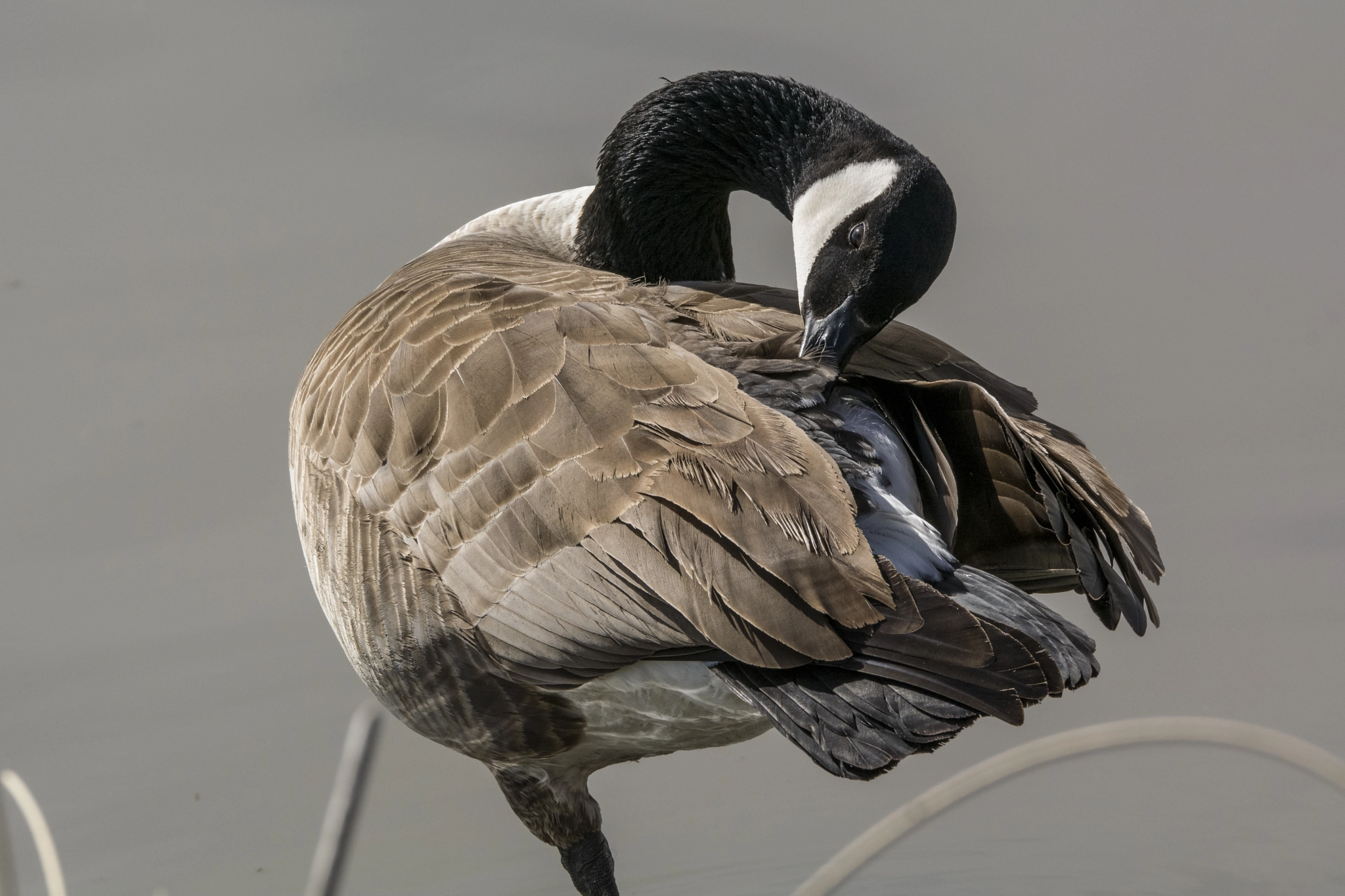 Sigma 150-600mm F5-6.3 DG OS HSM | S sample photo. Canada goose preening feathers at frank lake near high river alberta photography