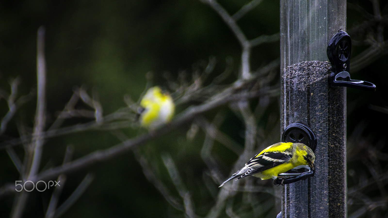 Tamron 18-270mm F3.5-6.3 Di II PZD sample photo. Waiting my turn photography